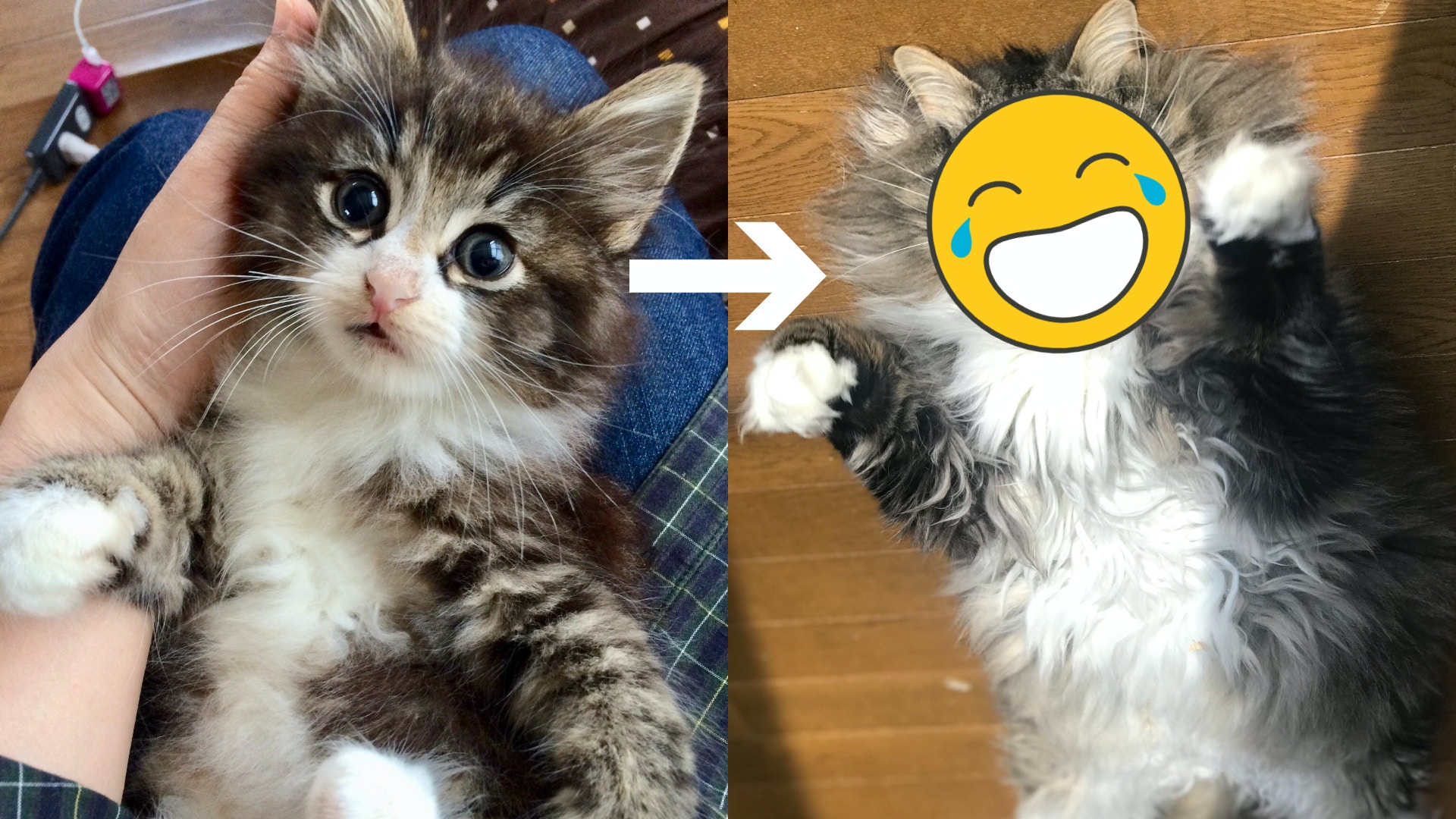 長毛貓成年後大崩壞　飼主曬3年對比照：軟萌小天使變邪惡老巫婆