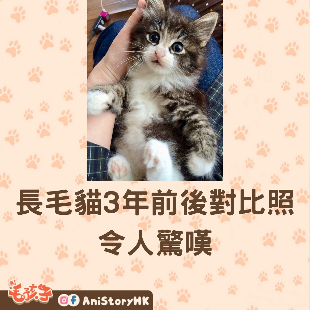 長毛貓3年前後對比照令人驚嘆（01製圖,Twitter@DnoDoramax）
