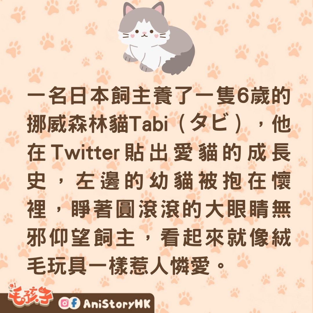 長毛貓3年前後對比照令人驚嘆（01製圖）