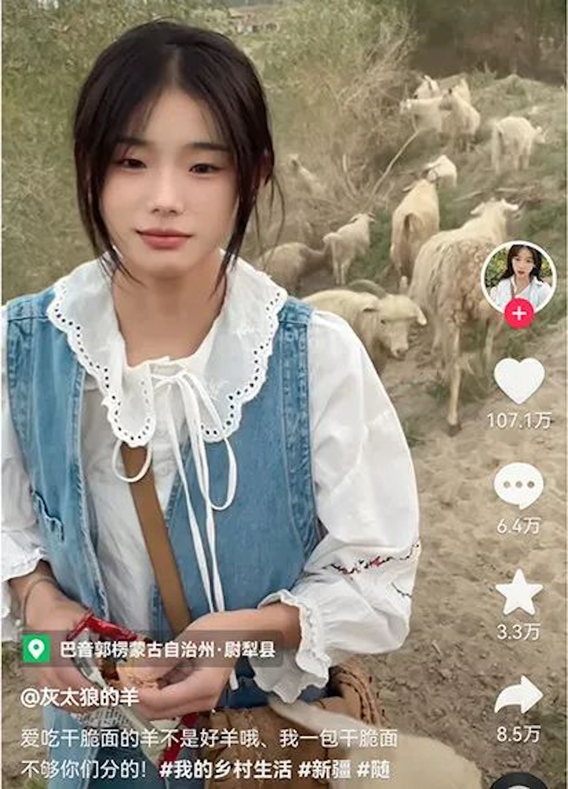 新疆巴音郭楞蒙古自治州尉犁縣一名21歲的超萌正妹，因為和羊群互動的影片，漲粉百萬。影片中，這名看起來文文靜靜、柔柔弱弱的美少女8分鐘就能殺死一隻羊，一隻羊從放血到剝皮到去內臟，7分33秒搞定，動作嫻熟，手法犀利，讓不少網友直呼反差太大。（TikTok@灰太狼的羊）