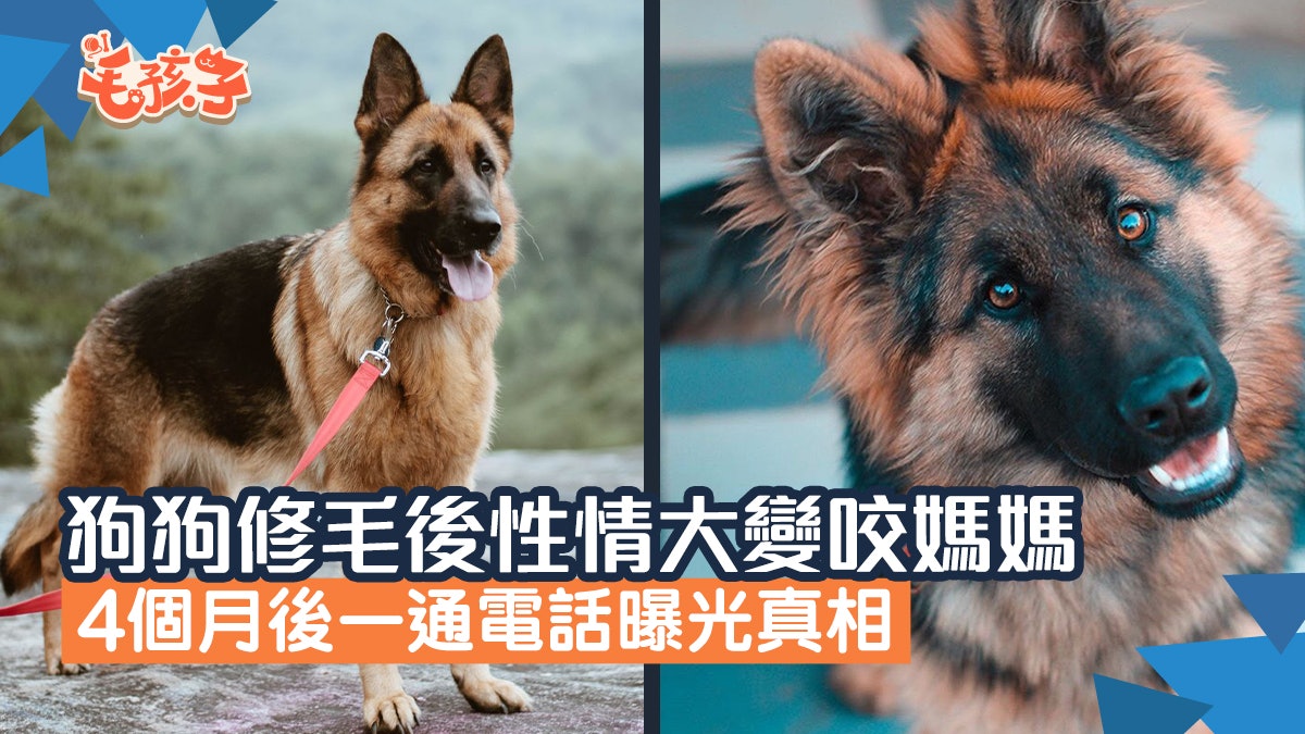 帶狗狗修毛接回家後突轉性大變咬媽媽4個月後一通電話曝光真相 帶狗狗修毛接回家後突轉性大變咬媽媽4個月後一通電話曝光真相