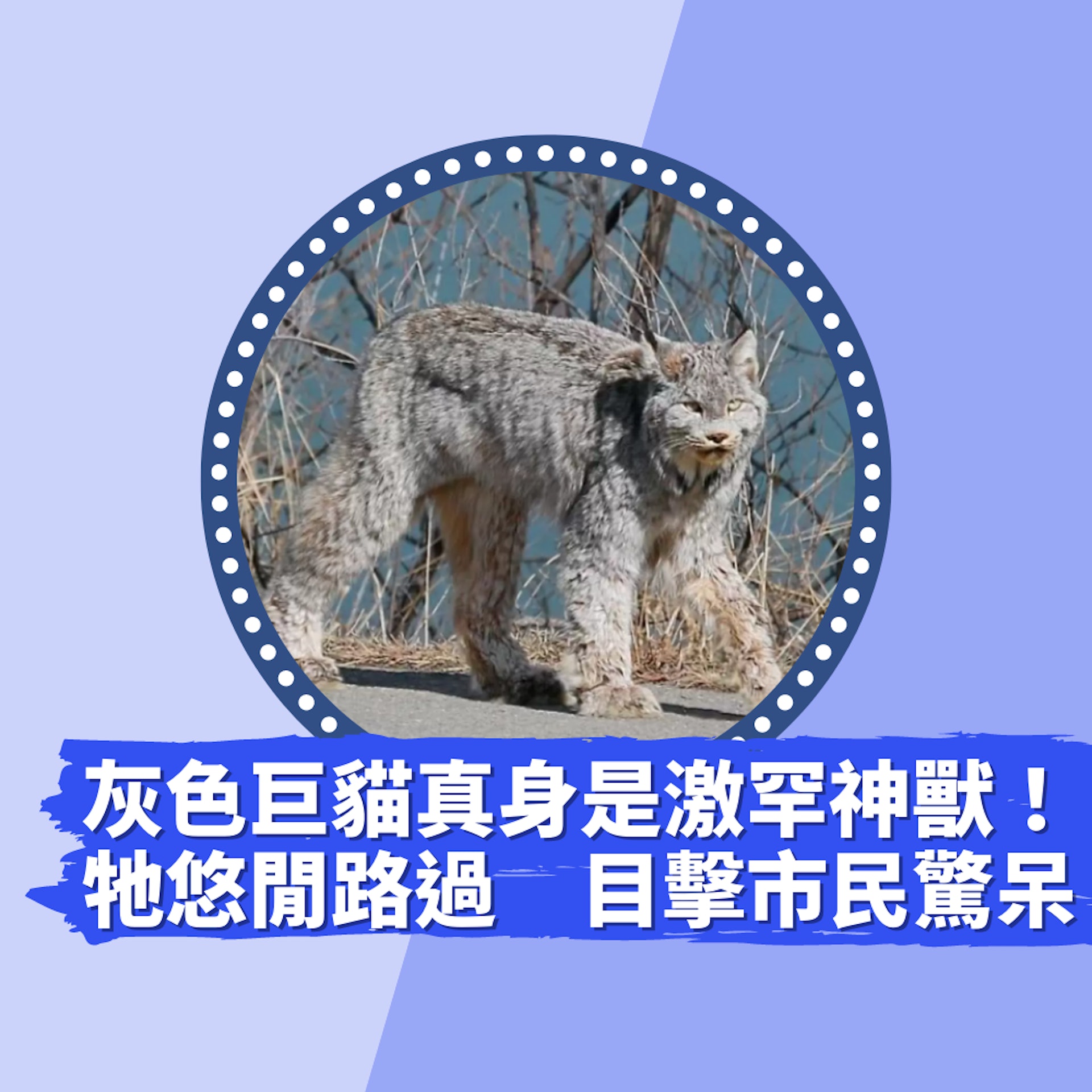 灰色巨貓真身竟是「激罕神獸」 牠悠閒路過 目擊市民卻全驚呆(01製圖/Allison Burton) 灰色巨貓真身竟是「激罕神獸」 牠悠閒路過 目擊市民卻全驚呆(01製圖/Allison Burton)