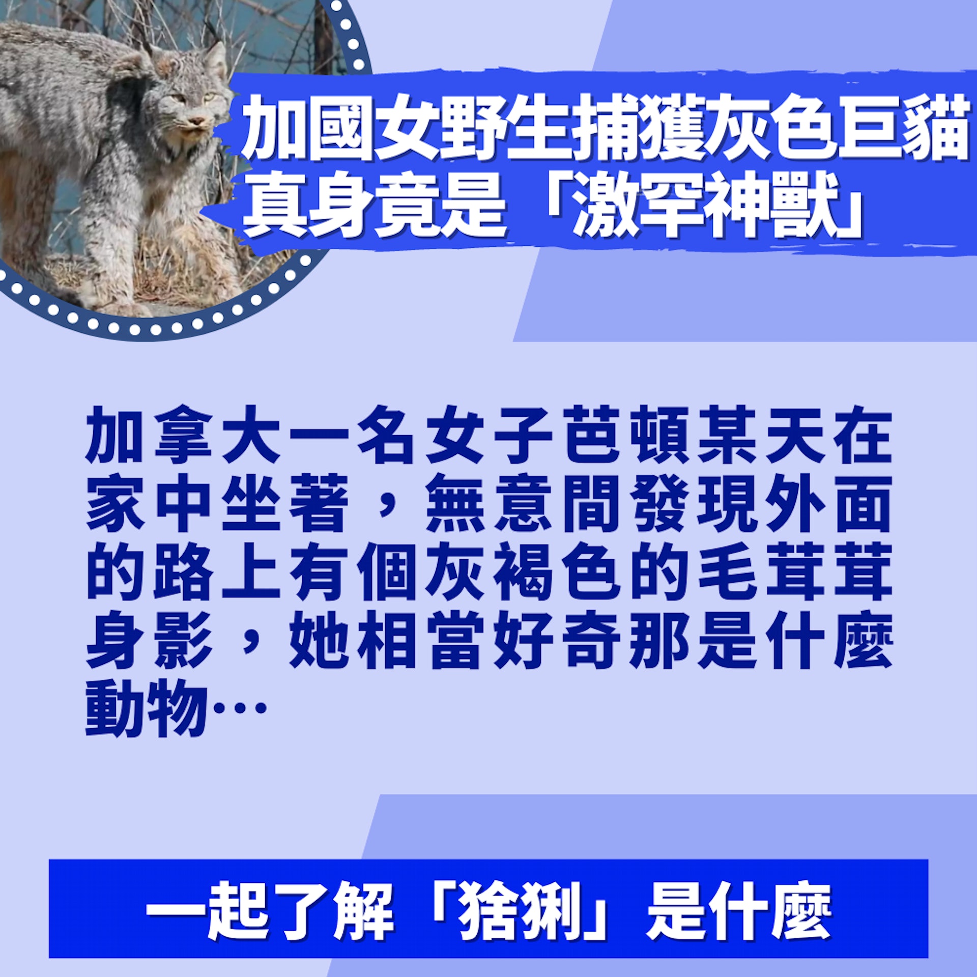 灰色巨貓真身竟是「激罕神獸」 牠悠閒路過 目擊市民卻全驚呆(01製圖/Allison Burton) 灰色巨貓真身竟是「激罕神獸」 牠悠閒路過 目擊市民卻全驚呆(01製圖/Allison Burton)