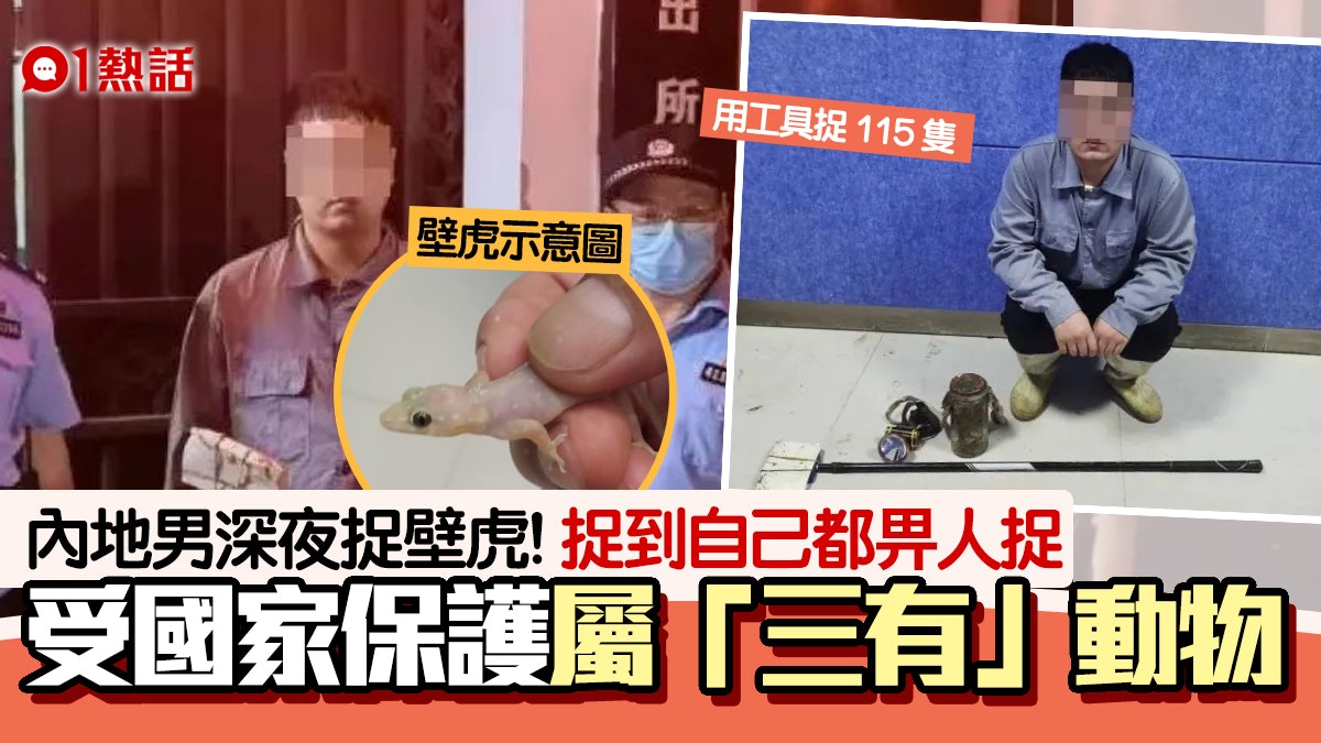 捉檐蛇犯法?狂捉115隻壁虎 男子被捕惹議 原來係國家保護動物 捉檐蛇犯法?狂捉115隻壁虎 男子被捕惹議 原來係國家保護動物