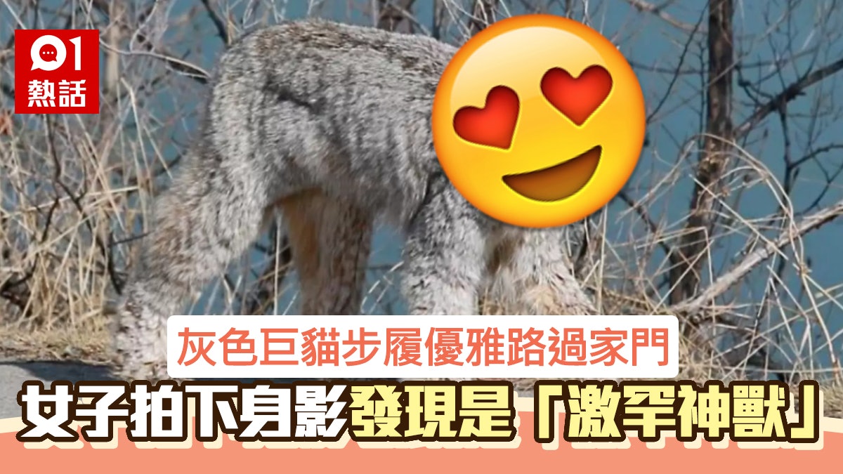 灰色巨貓真身竟是「激罕神獸」 牠悠閒路過 目擊市民卻全驚呆 灰色巨貓真身竟是「激罕神獸」 牠悠閒路過 目擊市民卻全驚呆