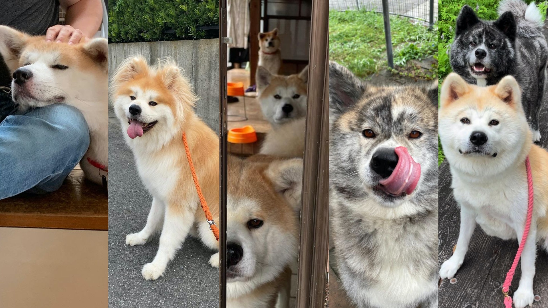 盤點日本5個人氣秋田犬IG帳號讓毛孩的呆萌笑容療癒生活壓力吧