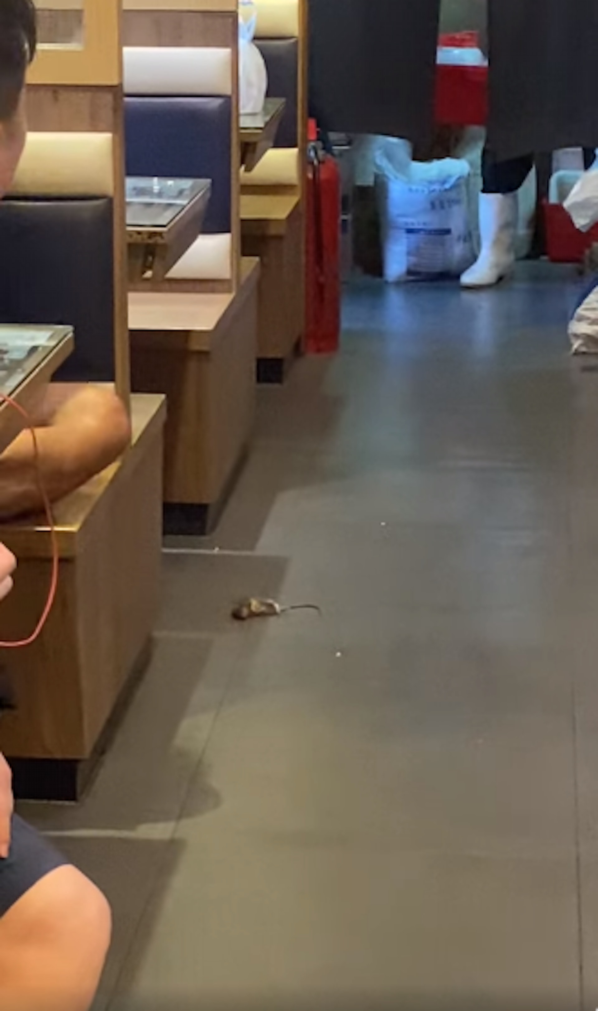 另1名目擊者上載現場影片，只見老鼠躺在地上奄奄一息，不知是否被店員踢傷所致。（FB「沙田之友」圖片）
