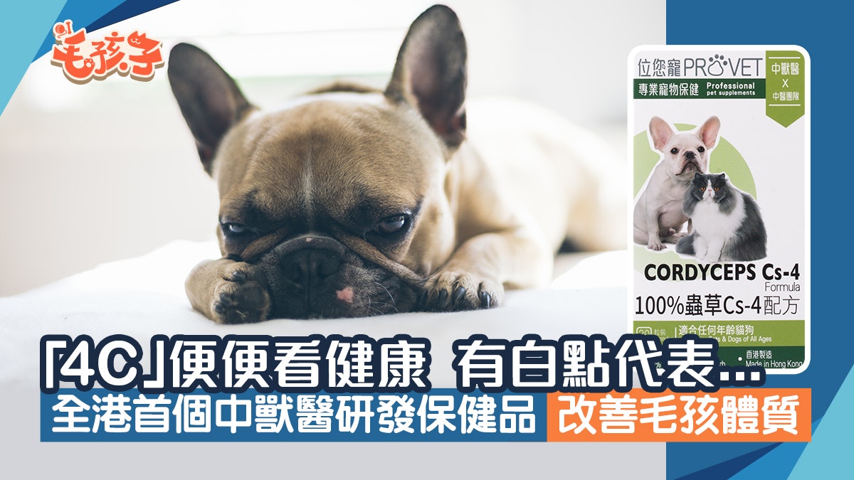 寵物健康|檢查便便「4C」知毛孩健康 中醫藥保健品改善體質 寵物健康|檢查便便「4C」知毛孩健康 中醫藥保健品改善體質