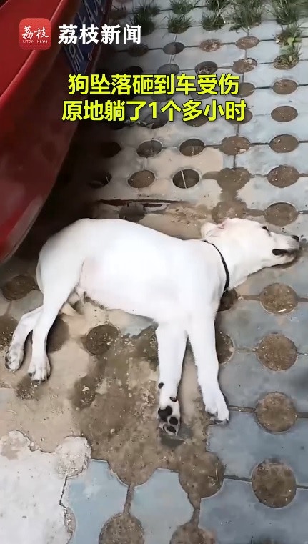 無人性 女子與夫吵架將狗推落樓砸中車車主勸先救狗成強烈對比