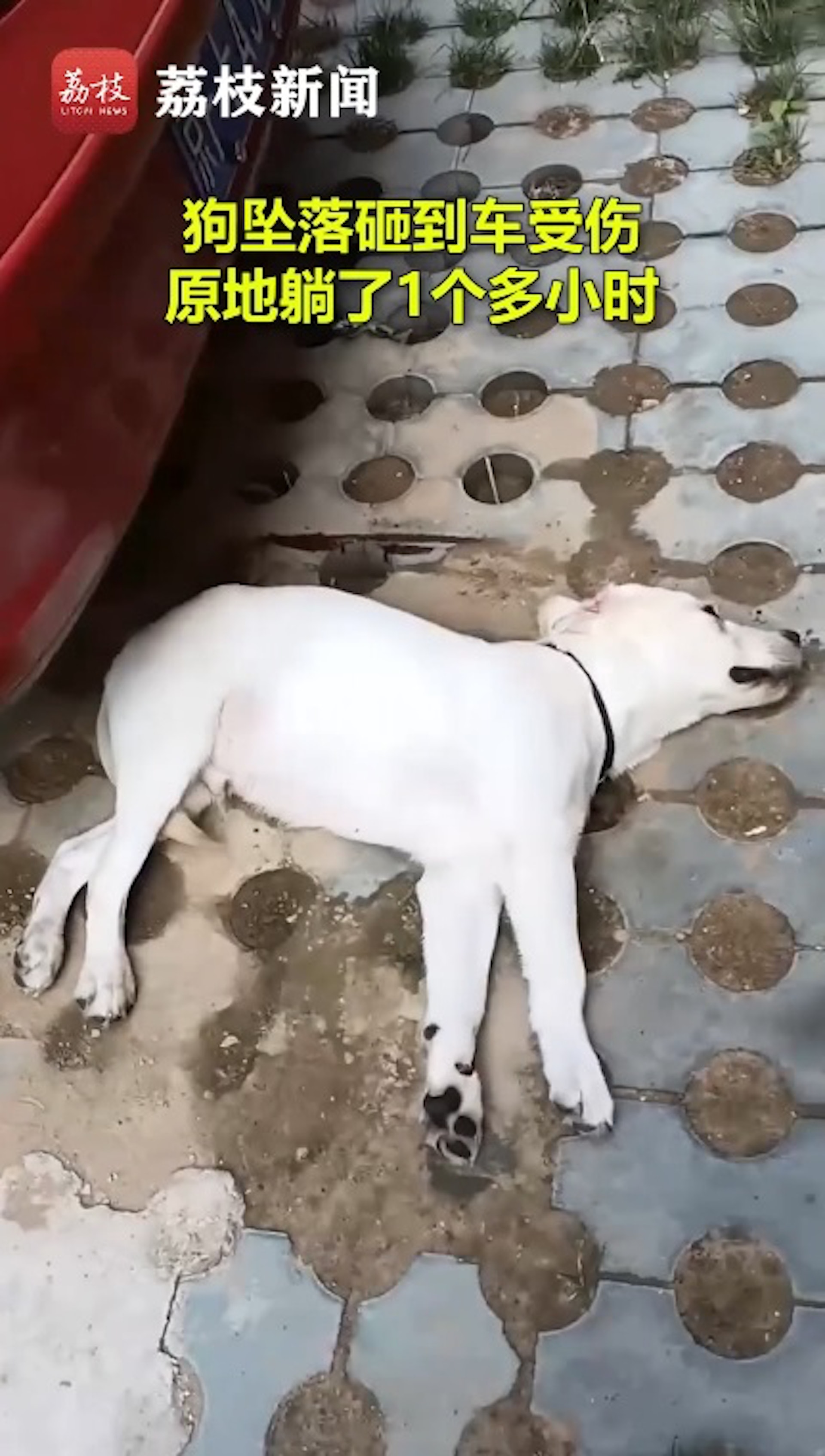 無人性 女子與夫吵架將狗推落樓砸中車車主勸先救狗成強烈對比 無人性 女子與夫吵架將狗推落樓砸中車車主勸先救狗成強烈對比