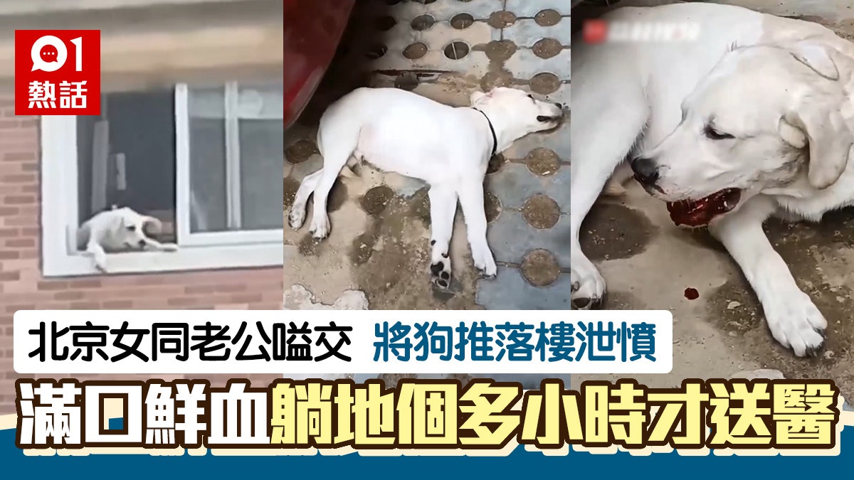 無人性!女子與夫吵架將狗推落樓砸中車 車主勸先救狗成強烈對比 無人性!女子與夫吵架將狗推落樓砸中車 車主勸先救狗成強烈對比