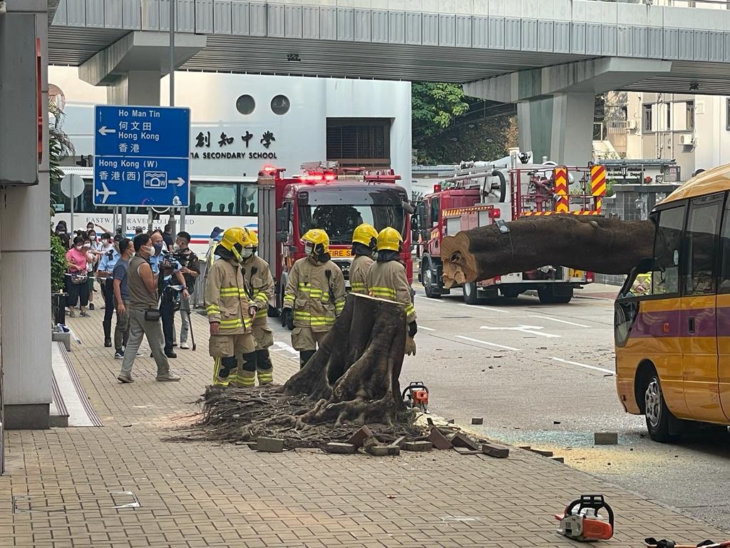 消防將大樹分屍鋸斷。（蘇國賢提供）
