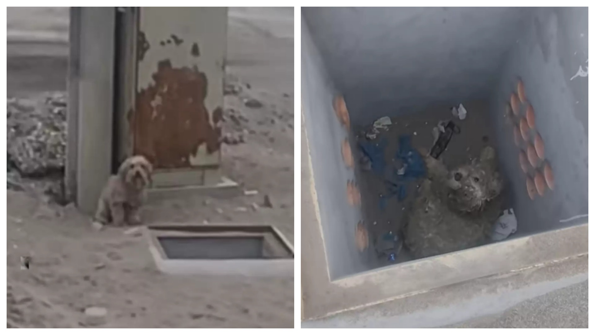 遛狗途中遇到流浪小狗求助 愛犬這樣做令主人傾盡全力拯救同伴 遛狗途中遇到流浪小狗求助 愛犬這樣做令主人傾盡全力拯救同伴