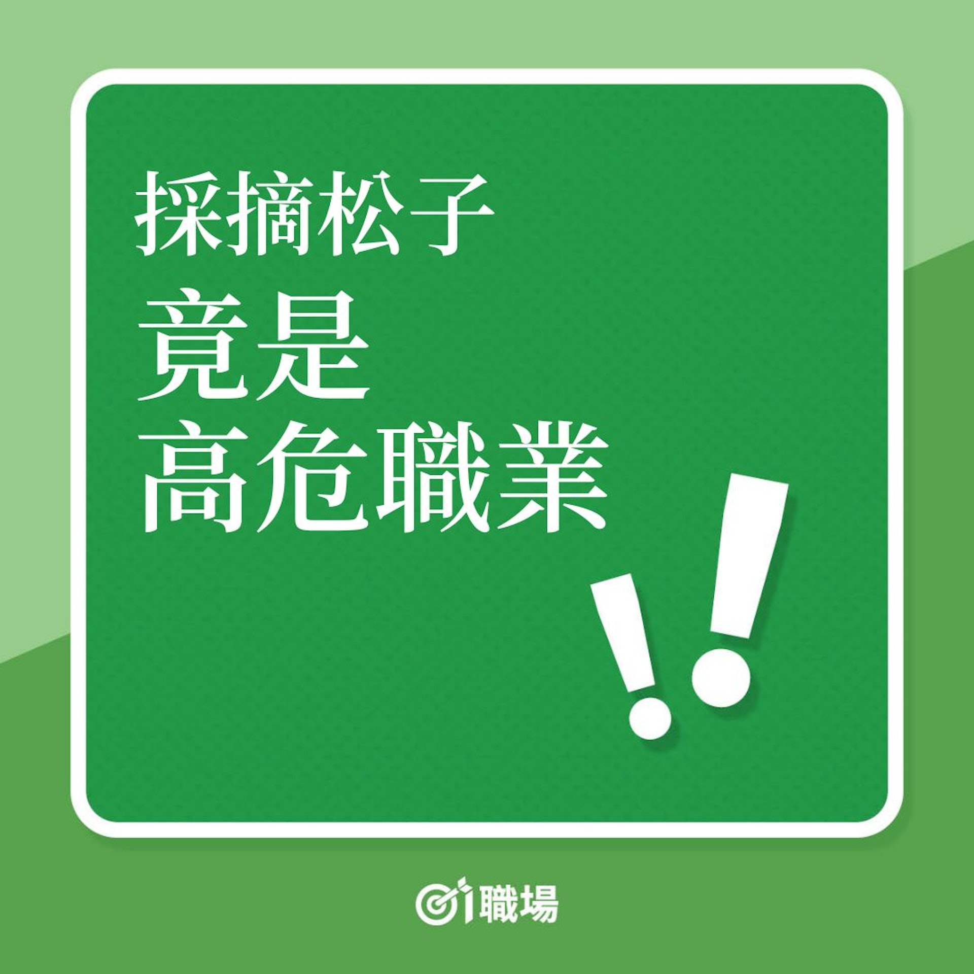 另類行業|採摘松子,竟是高危職業!(01製圖) 另類行業|採摘松子,竟是高危職業!(01製圖)