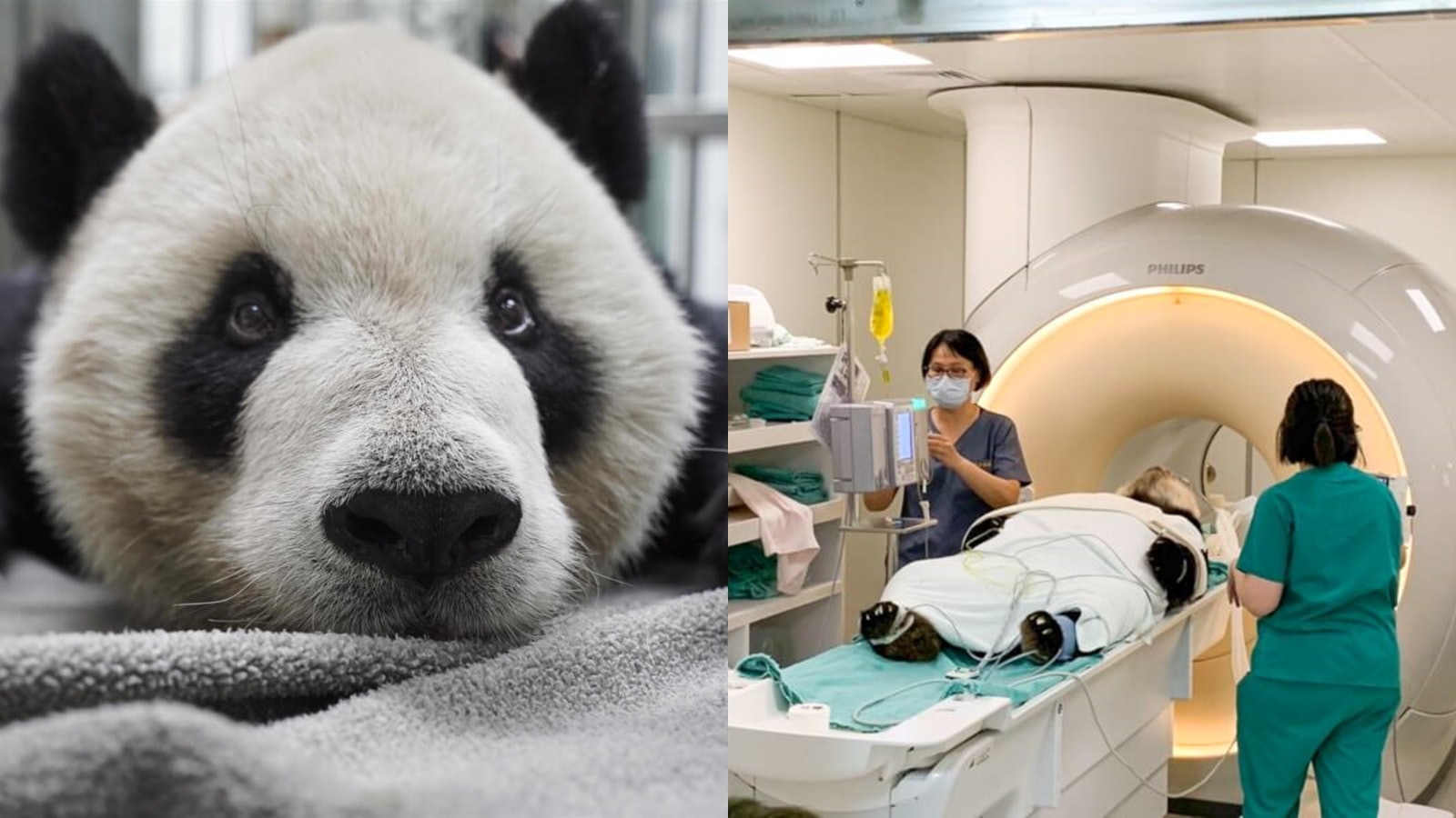 台北動物園大熊貓「團團」癲癇口吐白沫　大腦局部液化壞死病變