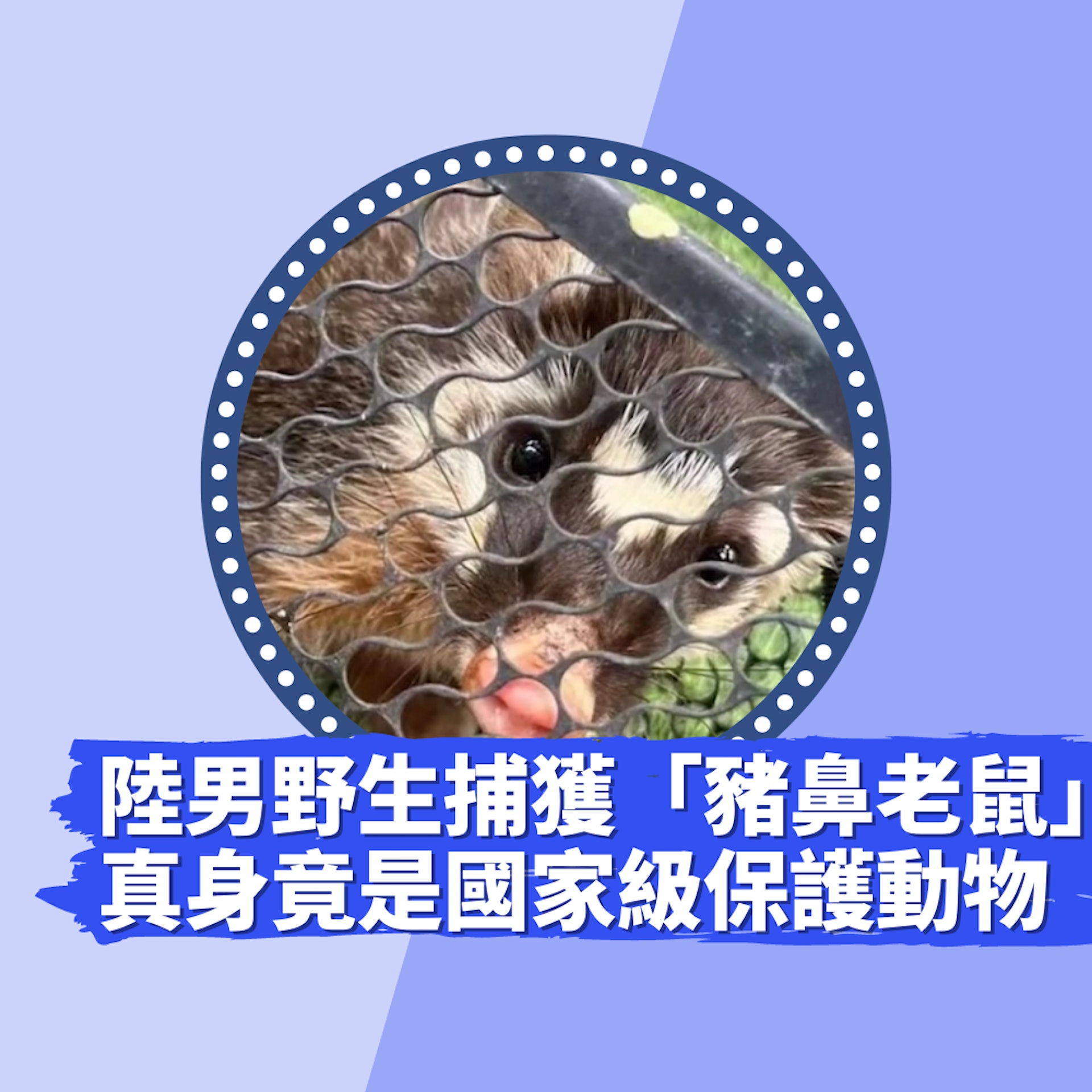 陸男野生捕獲「豬鼻老鼠」真身竟是國家級保護動物 科研價值極高(微博圖片) 陸男野生捕獲「豬鼻老鼠」真身竟是國家級保護動物 科研價值極高(微博圖片)