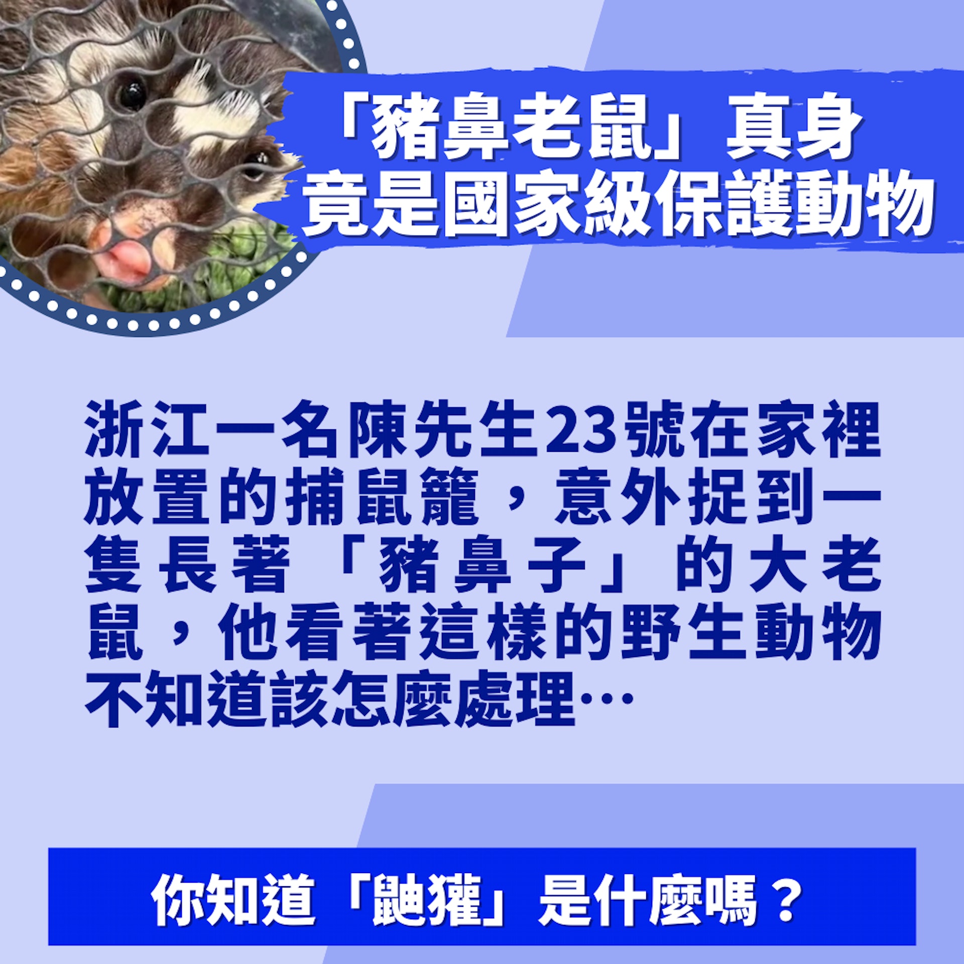 陸男野生捕獲「豬鼻老鼠」真身竟是國家級保護動物 科研價值極高(微博圖片) 陸男野生捕獲「豬鼻老鼠」真身竟是國家級保護動物 科研價值極高(微博圖片)