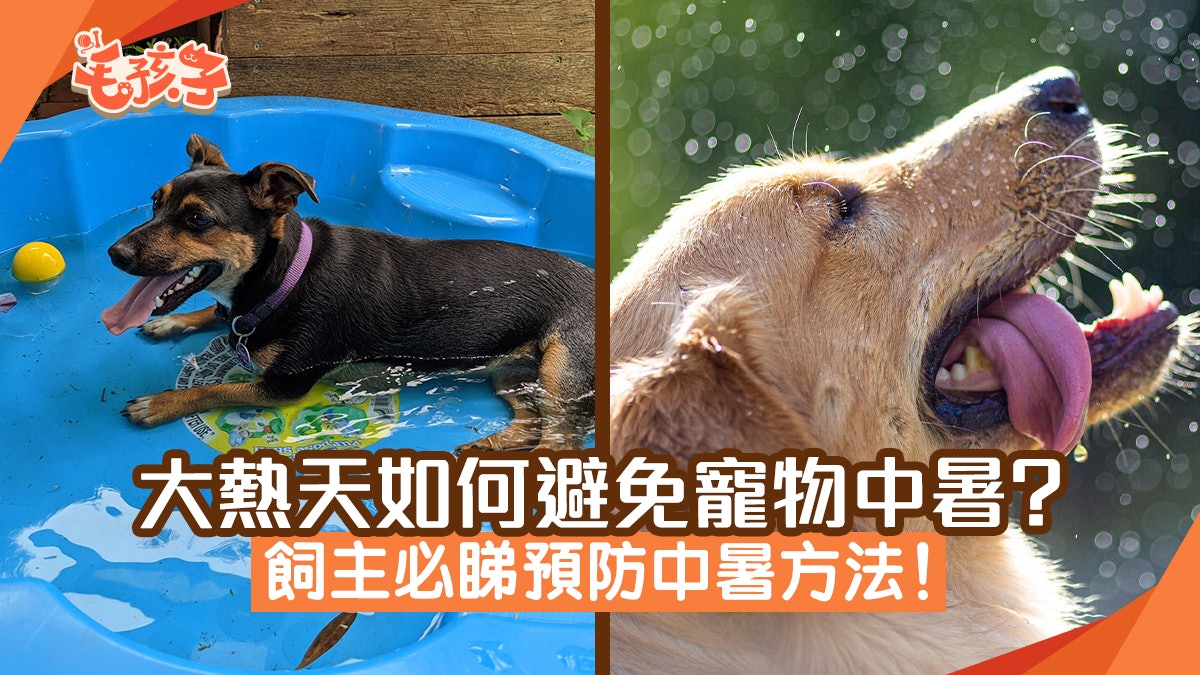 寵物健康|大熱天如何避免寵物中暑? 獸醫提出解決方法飼主必睇 寵物健康|大熱天如何避免寵物中暑? 獸醫提出解決方法飼主必睇