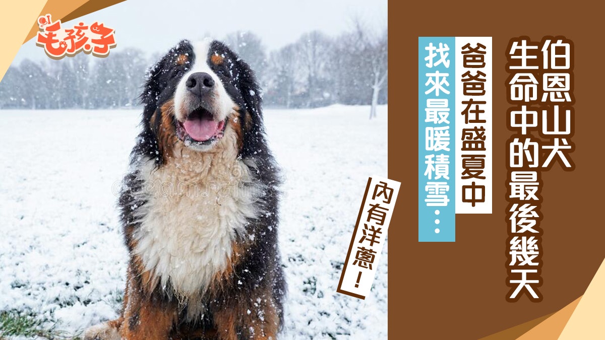 伯恩山犬只剩3天命 爸為牠找來最溫暖的8月雪 在歡樂中牠... 伯恩山犬只剩3天命 爸為牠找來最溫暖的8月雪 在歡樂中牠...