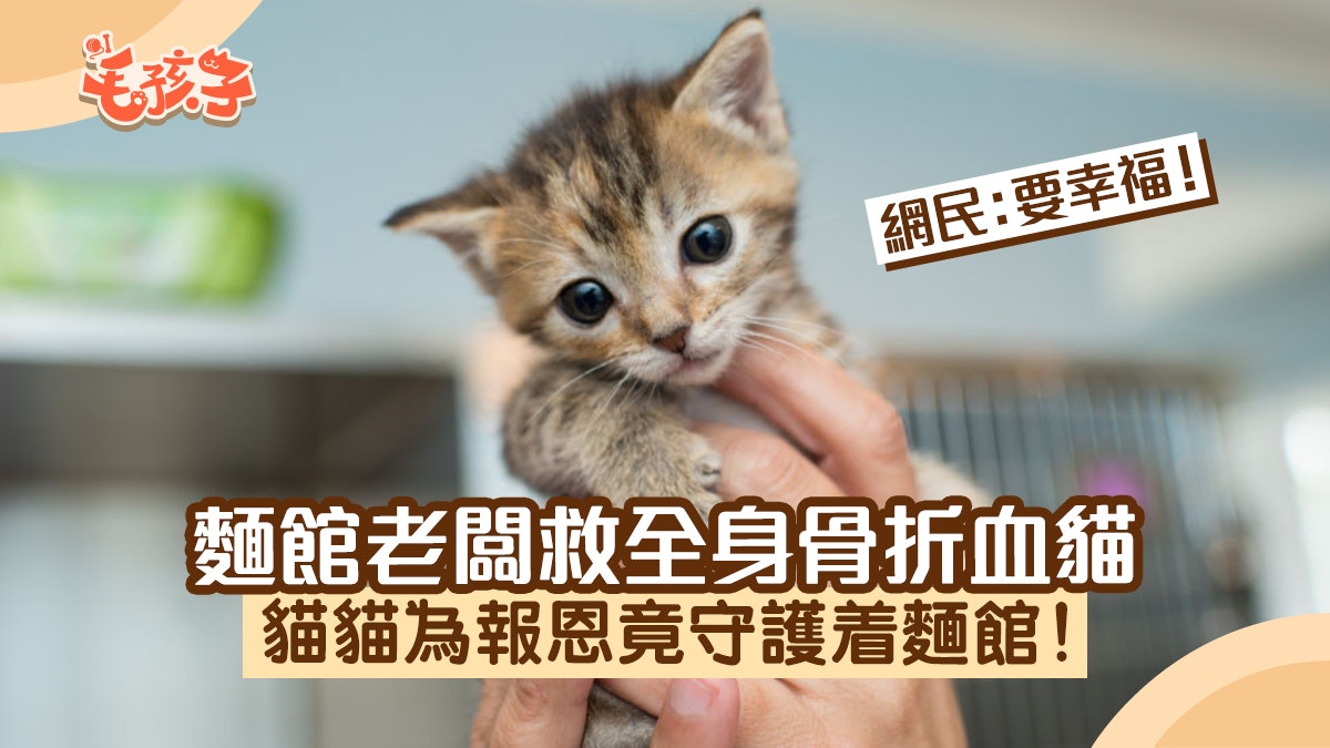 麵館老闆救了一隻全身骨折血貓 為報恩牠竟這樣做 網民:要幸福 麵館老闆救了一隻全身骨折血貓 為報恩牠竟這樣做 網民:要幸福