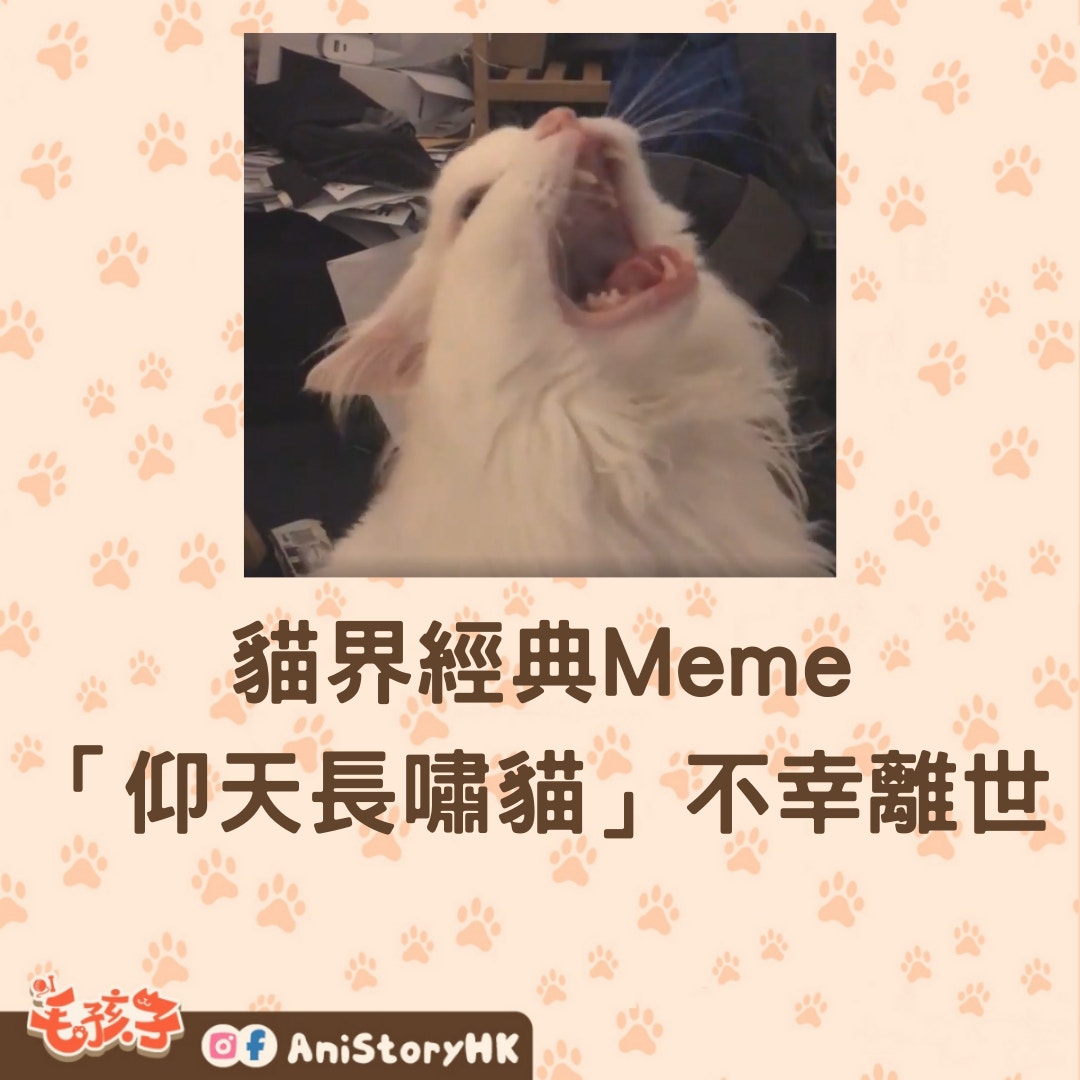 貓界經典Meme 仰天長嘯貓因病離世主人：願牠繼續帶給大家歡笑