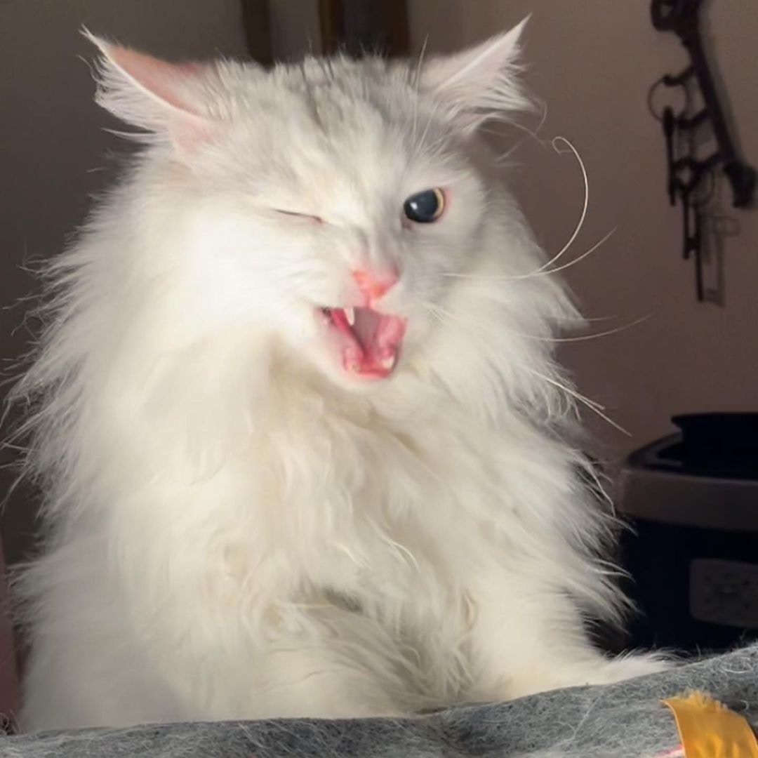 貓界經典Meme 仰天長嘯貓因病離世主人：願牠繼續帶給大家歡笑