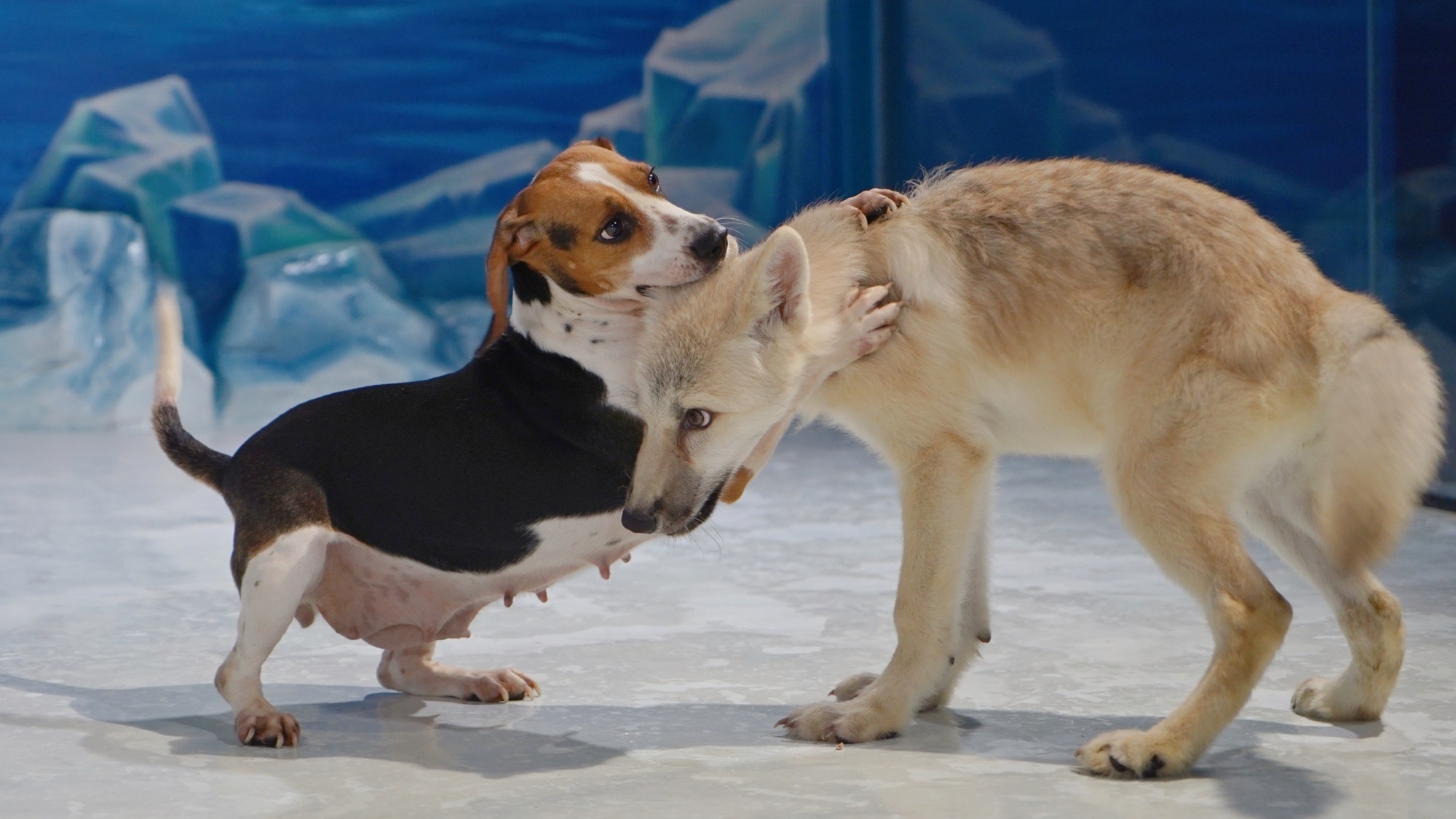 全球首隻 複製北極狼 哈爾濱亮相將與比格犬 媽媽 共同生活