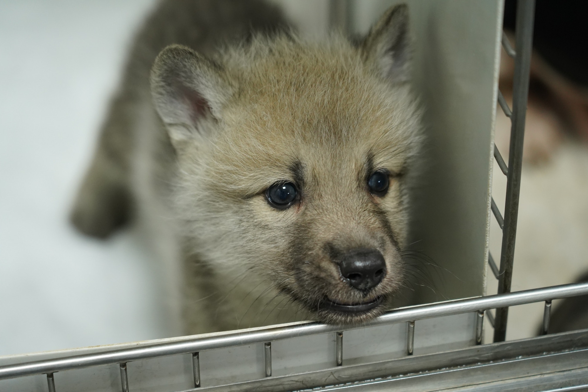 全球首隻 複製北極狼 哈爾濱亮相將與比格犬 媽媽 共同生活