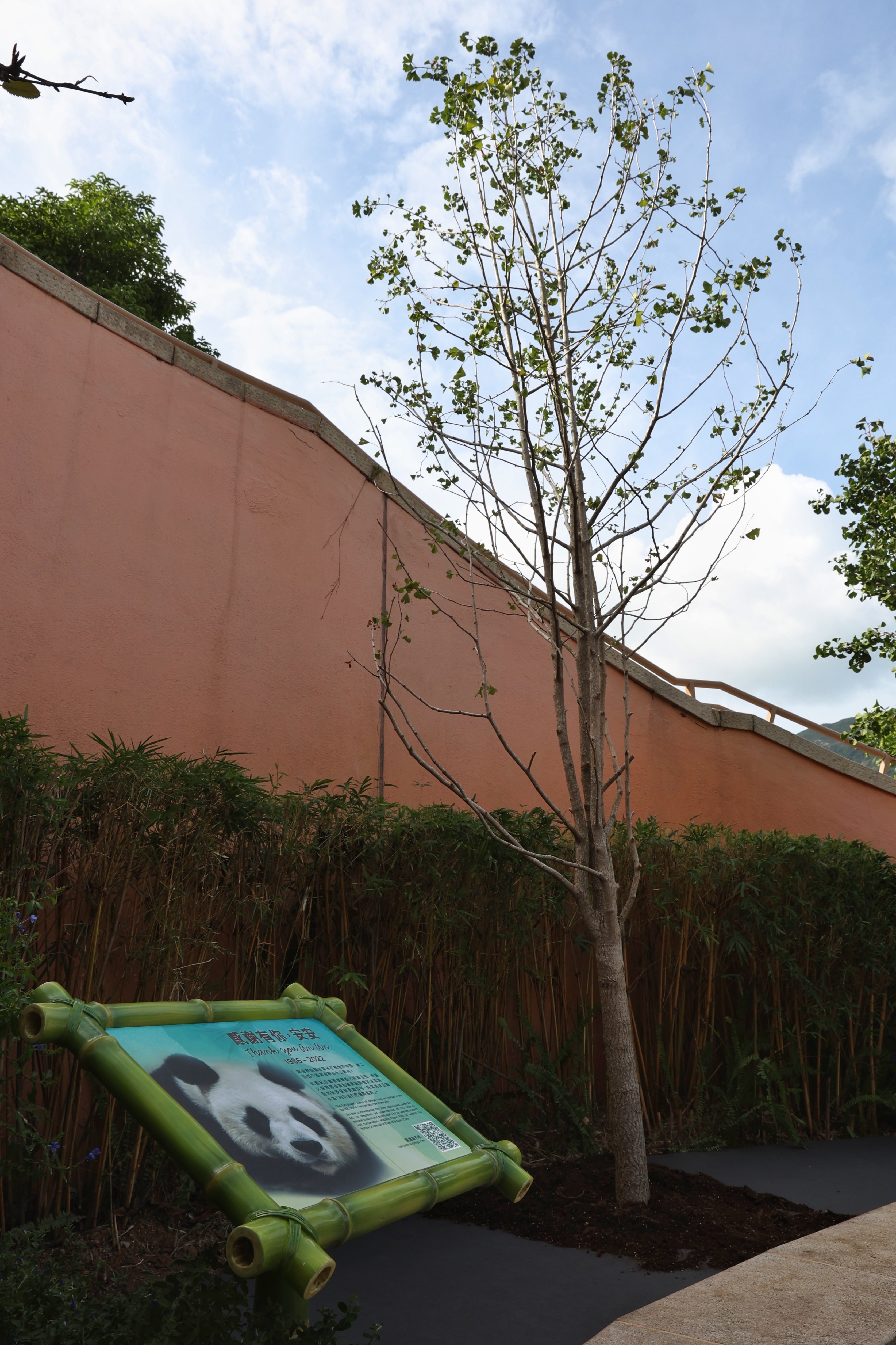 大熊猫安安的骨灰9月28日放在其故居海洋公园「香港赛马会四川奇珍馆」外新种植的银杏树下。（李泽彤摄）