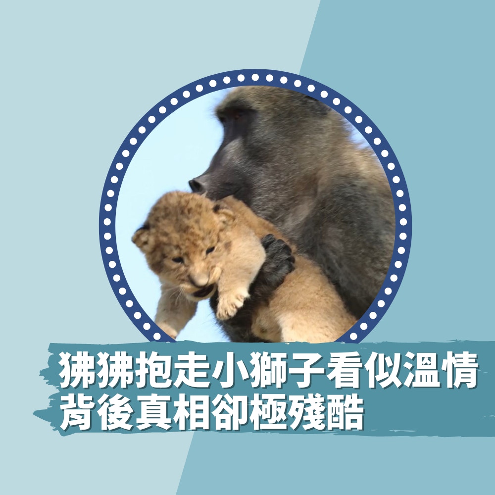 《獅子王》真實上演？狒狒抱走小獅子看似領養好溫情　真相極殘酷（01製圖／影片截圖）