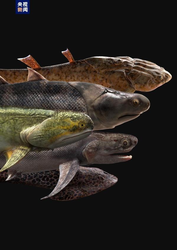 4.4億年前魚類化石揭有頜脊椎動物崛起「從魚到人」有關鍵證據