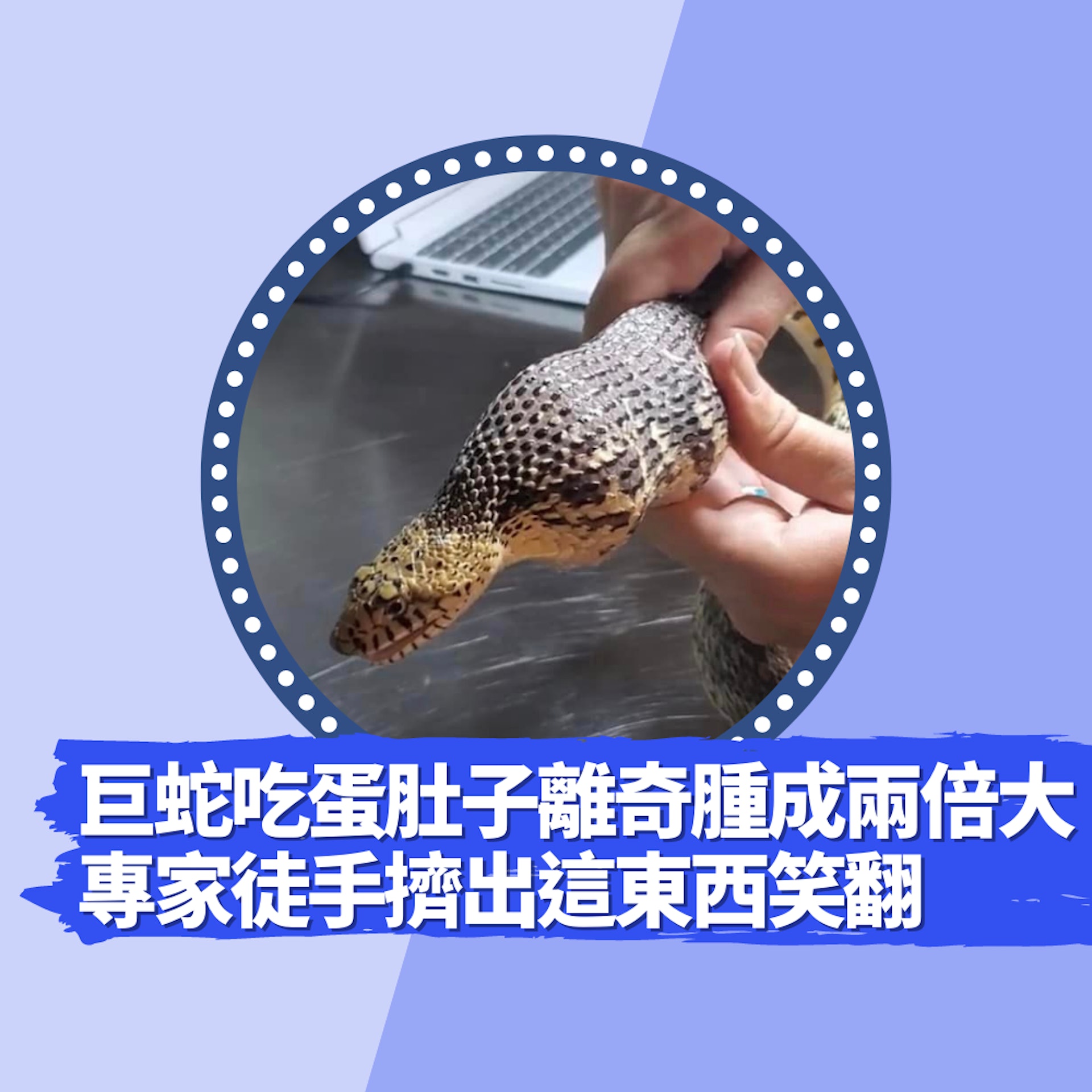 巨蛇吃蛋肚子竟離奇腫成兩倍大 專家花30分鐘徒手擠出這東西笑翻(FB@Northern Colorado Wildlife Center) 巨蛇吃蛋肚子竟離奇腫成兩倍大 專家花30分鐘徒手擠出這東西笑翻(FB@Northern Colorado Wildlife Center)