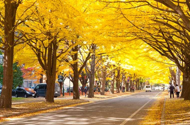 日本銀杏景點丨北海道 東京 京都銀杏時間 附日本自由行銀杏景點