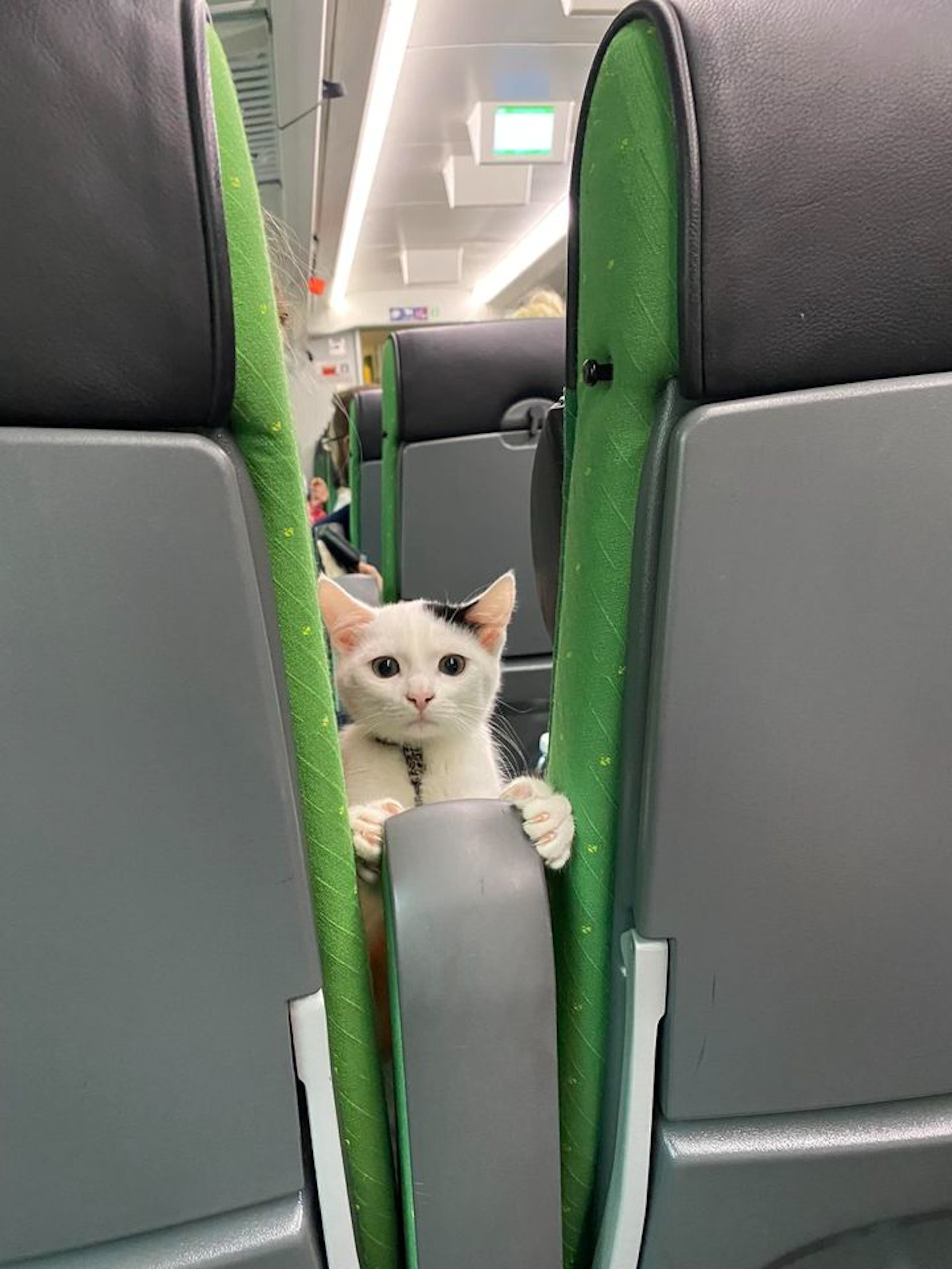 芬蘭火車設「寵物車廂」可與毛孩共乘,超療癒旅程網民喊:羨慕。(facebook@Mustikka 藍莓福春) 芬蘭火車設「寵物車廂」可與毛孩共乘,超療癒旅程網民喊:羨慕。(facebook@Mustikka 藍莓福春)