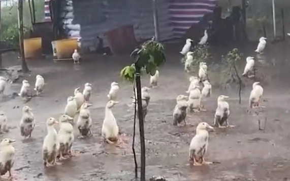 大量鴨仔淡定淋雨10秒短片微博瘋傳專家分析拒避雨有科學根據