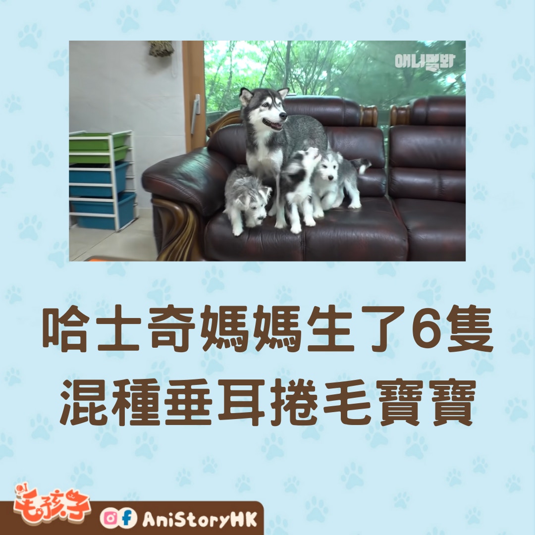 哈士奇媽媽誕下6隻混種寶寶（01製圖,YT@SBS TV동물농장x애니멀봐）