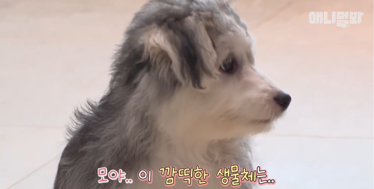 哈士奇媽媽誕下6隻混種寶寶（01製圖,YT@SBS TV동물농장x애니멀봐）