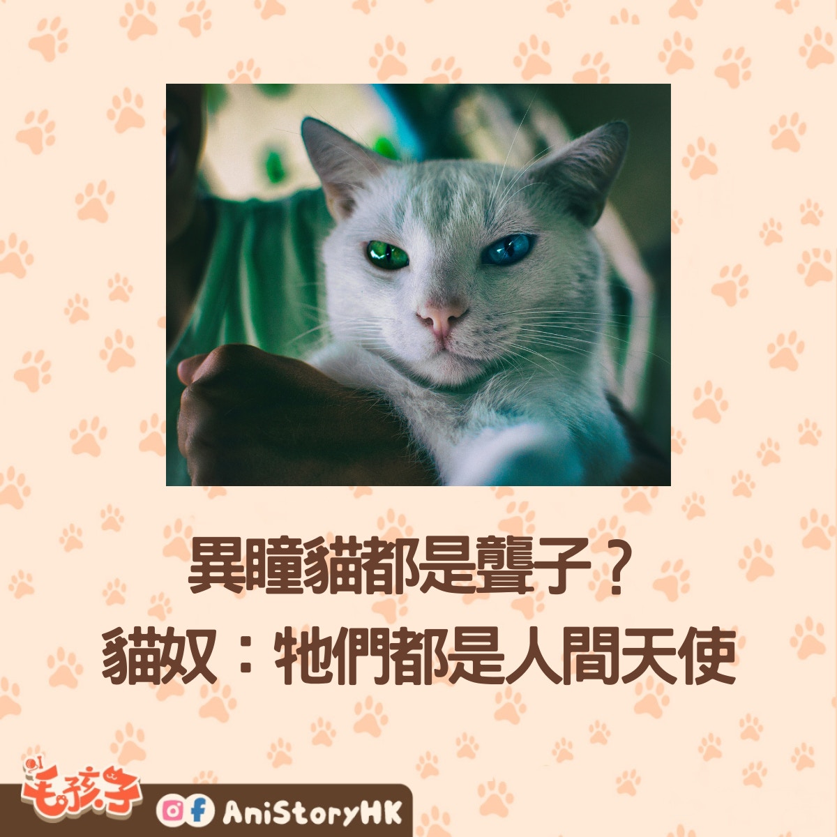 異瞳貓都是聾子？ 基因缺陷給予美與痛貓奴：遺落在人間的天使
