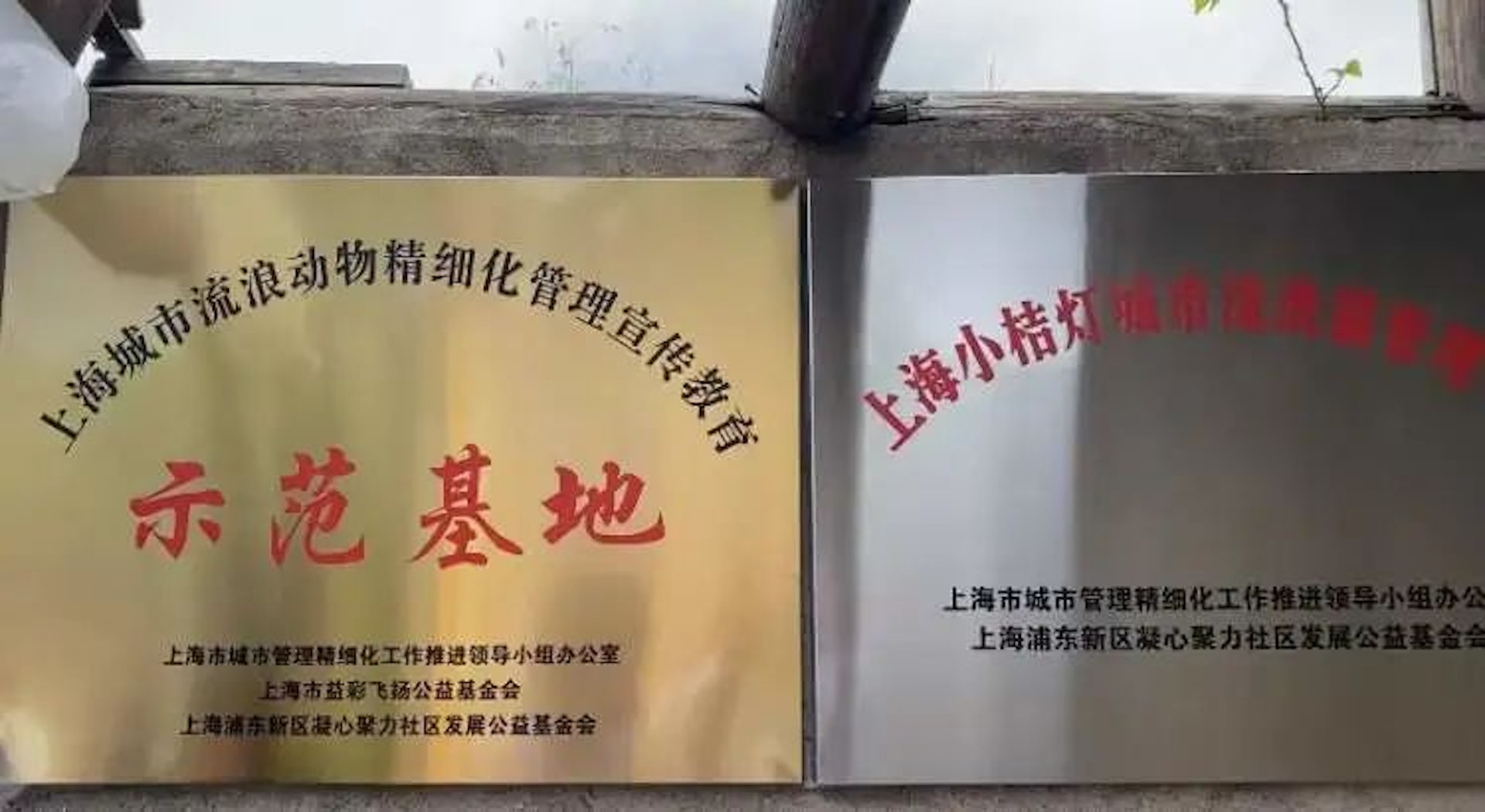 上海首個城市流浪貓基地建成,還可到貓島領養!(貓來了提供) 上海首個城市流浪貓基地建成,還可到貓島領養!(貓來了提供)