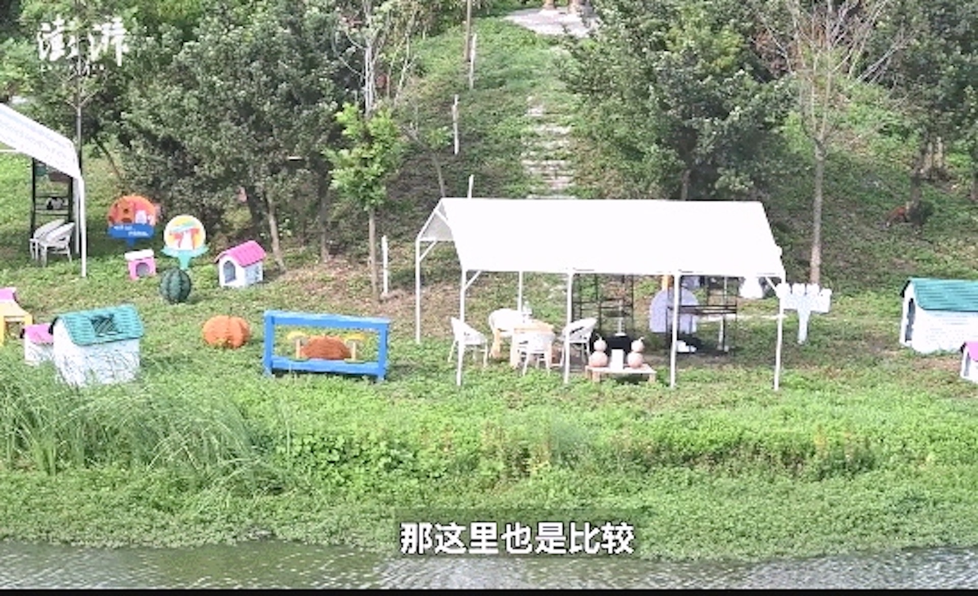 上海首個城市流浪貓基地建成,還可到貓島領養!(貓來了提供) 上海首個城市流浪貓基地建成,還可到貓島領養!(貓來了提供)