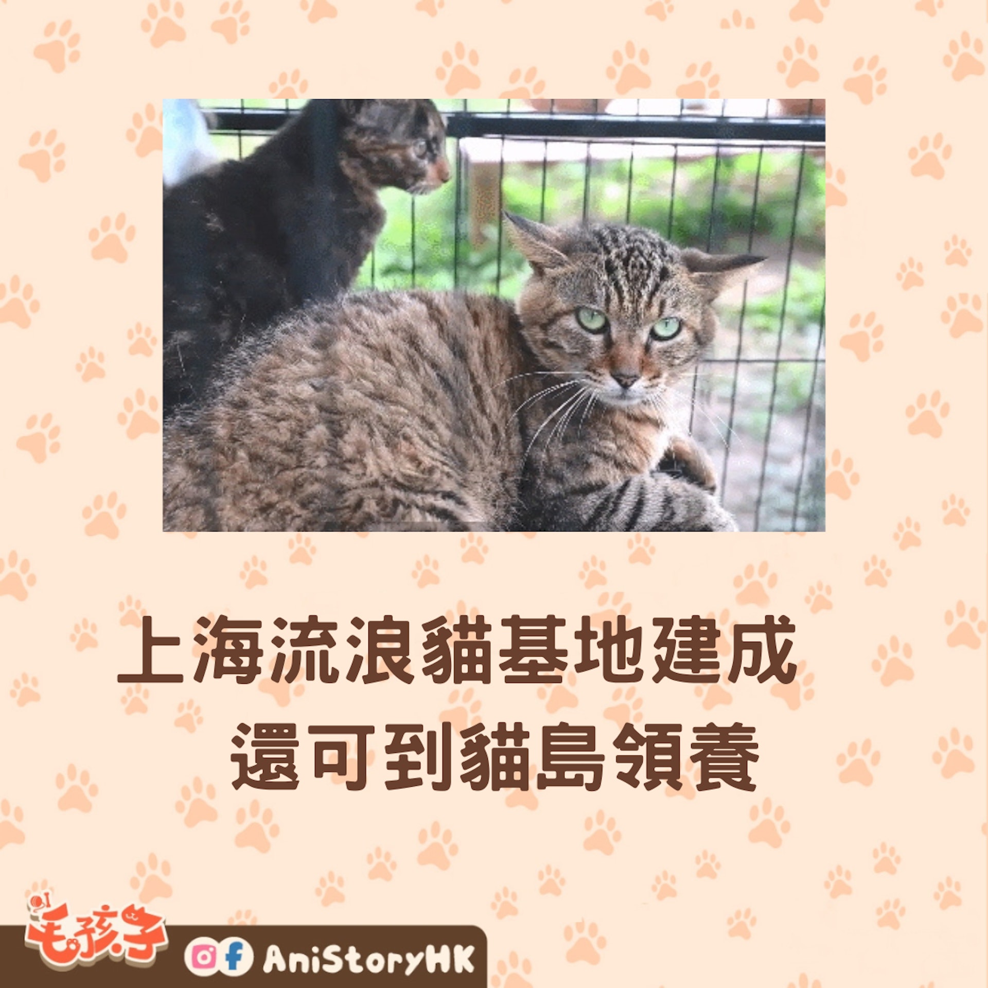 上海首個城市流浪貓基地建成，還可到貓島領養！（貓來了提供）