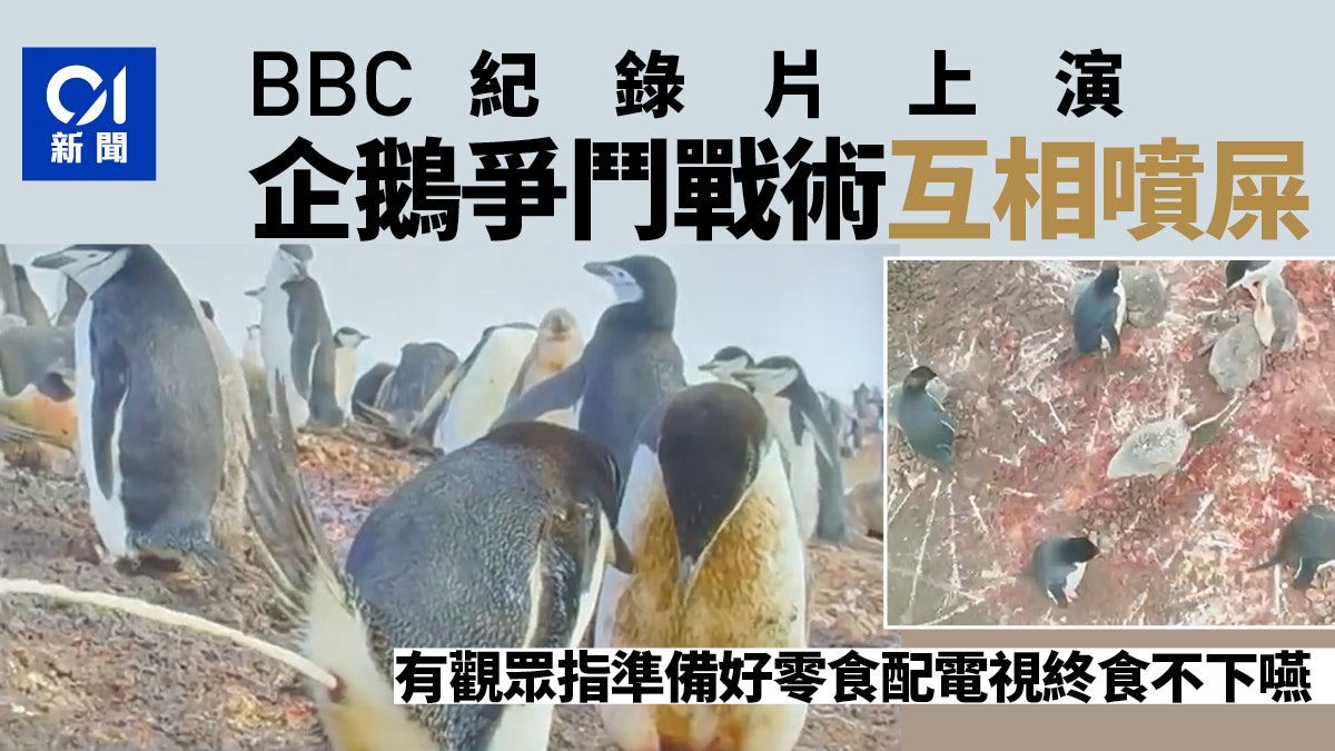 英國BBC紀錄片企鵝互相噴sss「世紀大戰」影片 觀眾不安食難下嚥 英國BBC紀錄片企鵝互相噴sss「世紀大戰」影片 觀眾不安食難下嚥