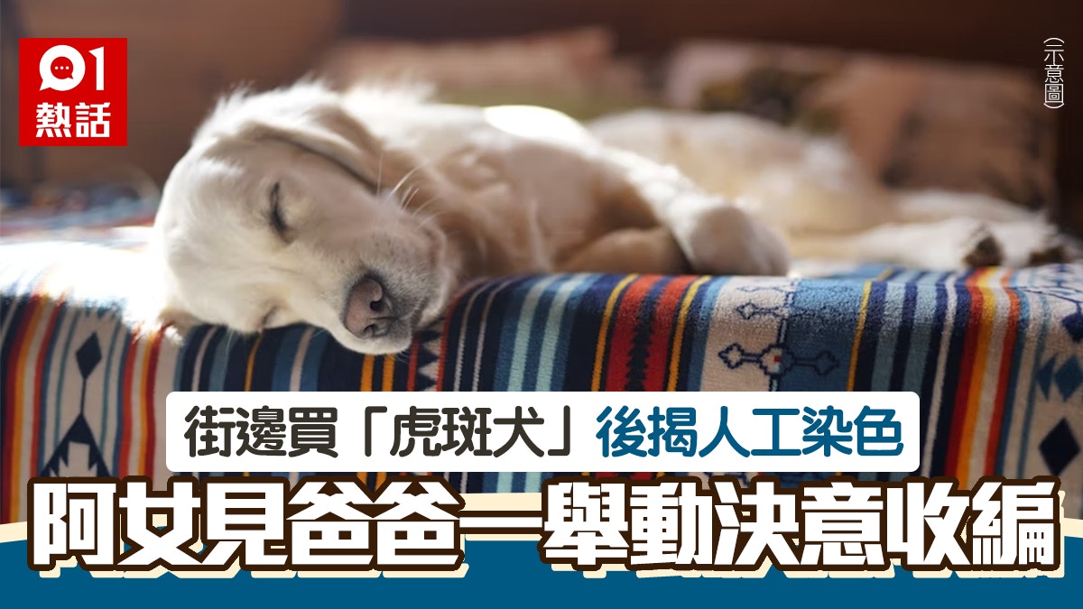 父花 770買 虎皮犬 送女兒回家揭是染色小白狗結局感動網民