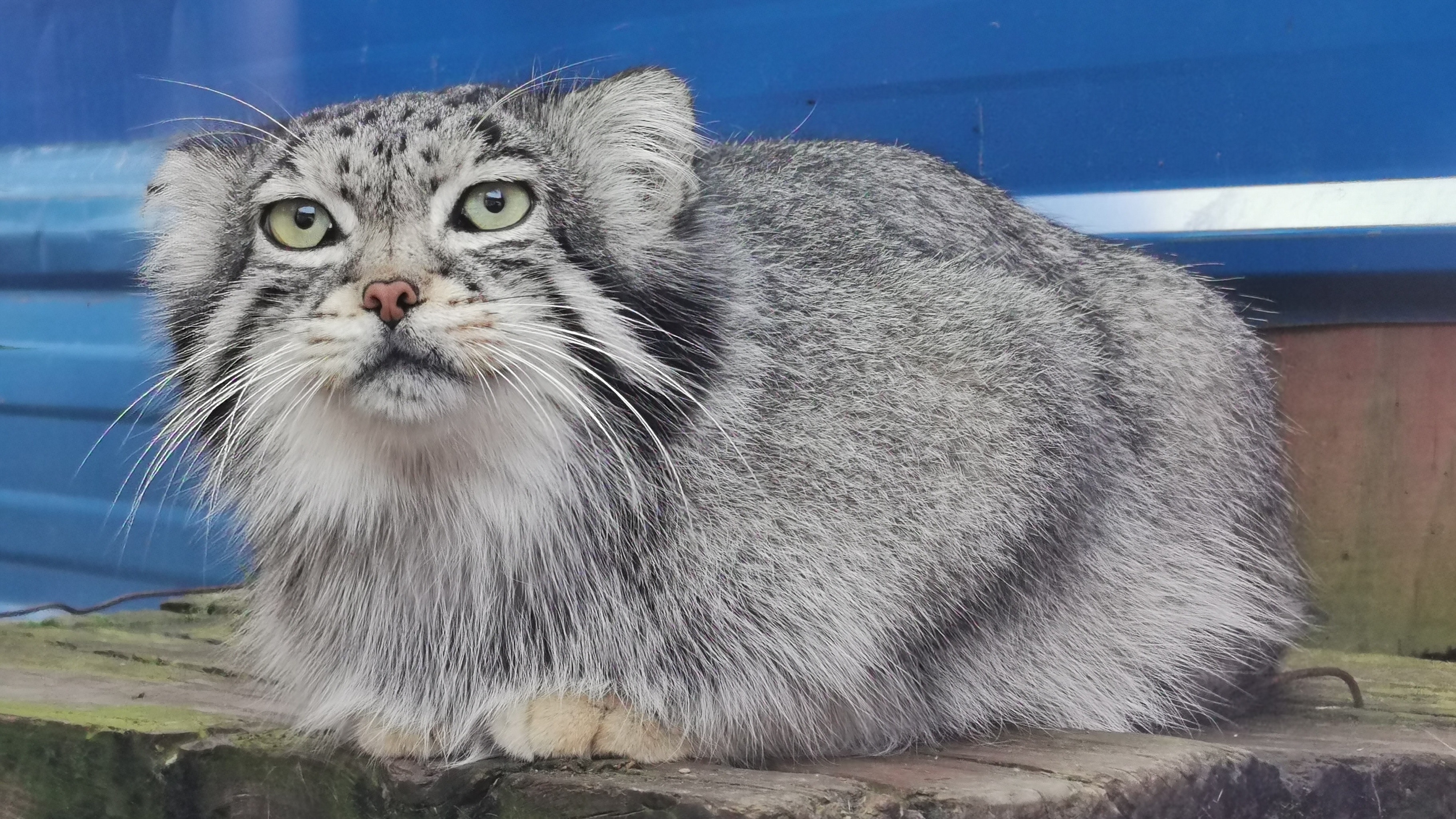 網紅 猻思邈 因雞肉鯁喉窒息亡為中國唯一一隻圈養雄性兔猻