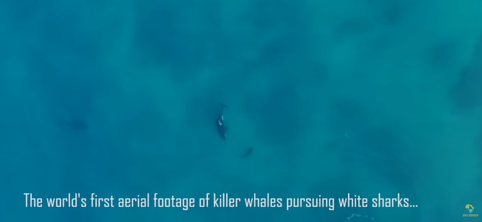 研究指這是「世界上首段虎鯨獵殺大白鯊的航拍鏡頭」,有無人機在南非莫塞爾灣拍攝到5條飢腸轆轆的虎鯨圍捕獵殺1條約3米長的大白鯊,角力持續了近1小時,大白鯊獨力難支,最終被虎鯨群所殺。(「Sea Search Research & Conservation」Youtube影片截圖) 研究指這是「世界上首段虎鯨獵殺大白鯊的航拍鏡頭」,有無人機在南非莫塞爾灣拍攝到5條飢腸轆轆的虎鯨圍捕獵殺1條約3米長的大白鯊,角力持續了近1小時,大白鯊獨力難支,最終被虎鯨群所殺。(「Sea Search Research & Conservation」Youtube影片截圖)