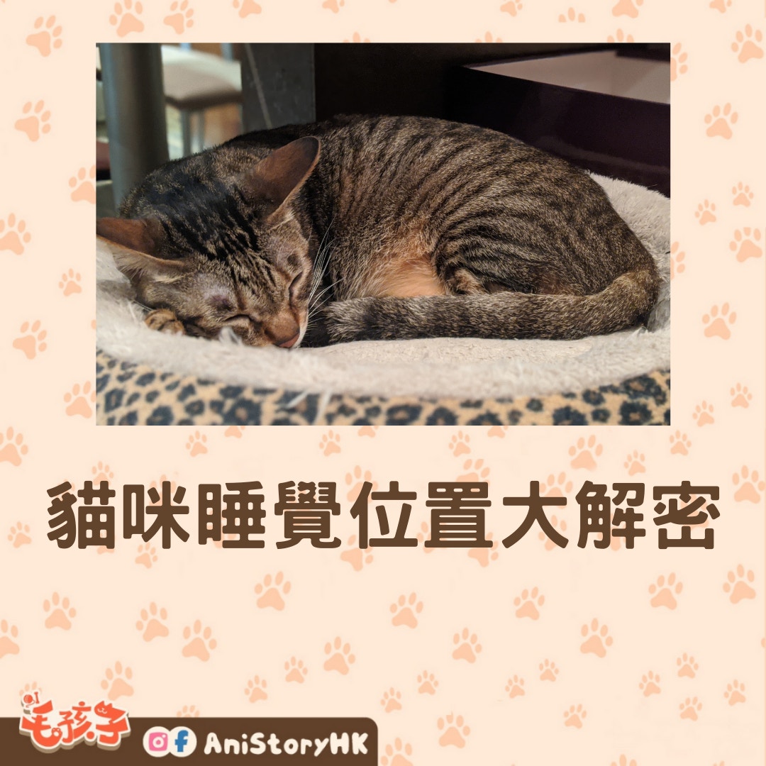 貓咪睡覺位置大解密（01製圖,圖:Angela Lo /unsplash）
