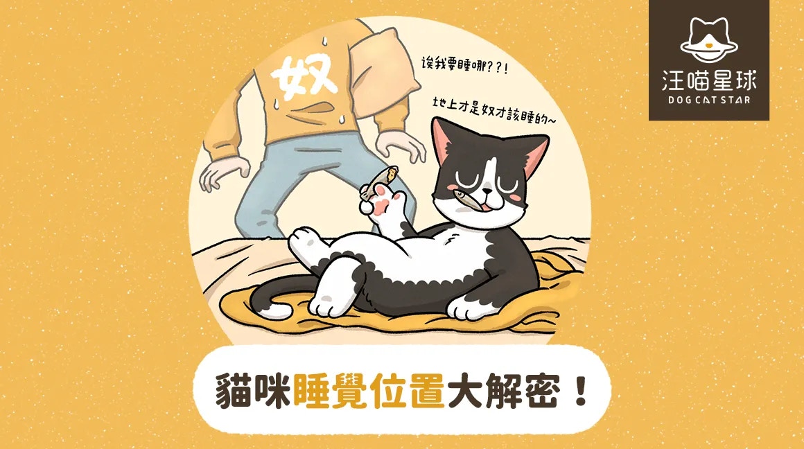 貓咪睡覺位置大解密（汪喵星球授權使用）