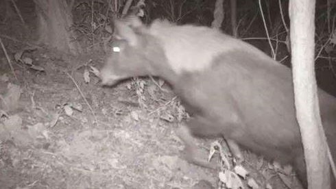 浙江現 四不像 動物角似鹿 頭似羊與大熊貓同屬易危物種 浙江現 四不像 動物角似鹿 頭似羊與大熊貓同屬易危物種