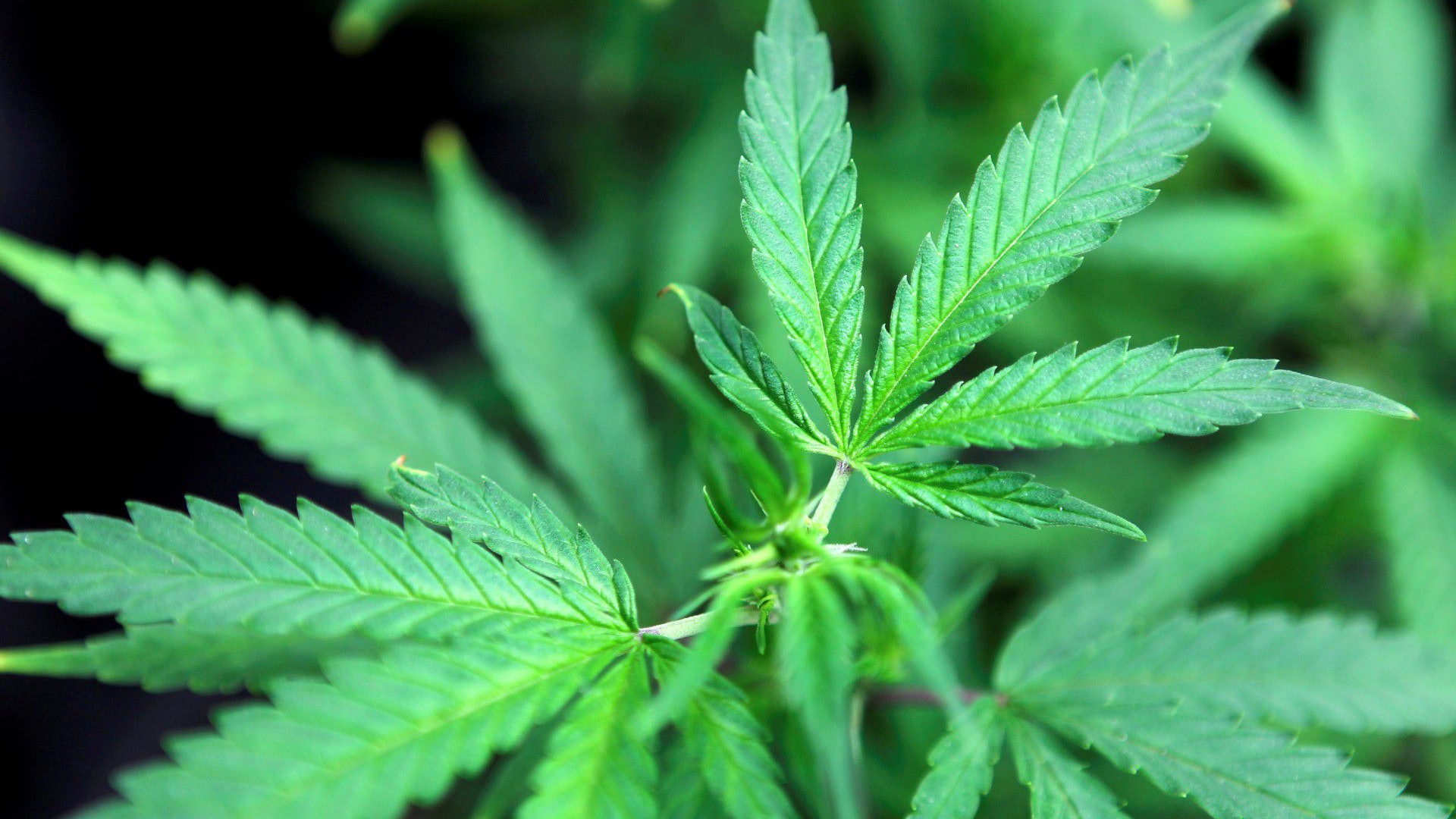 政府周五刊憲 大麻二酚CBD產品列入危險藥物及化學品管制條例 政府周五刊憲 大麻二酚CBD產品列入危險藥物及化學品管制條例
