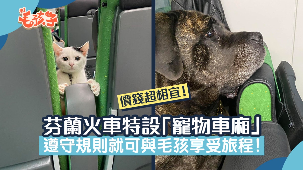 芬蘭火車特設「寵物車廂」 遵守這規則便可與毛孩一起享受旅程 芬蘭火車特設「寵物車廂」 遵守這規則便可與毛孩一起享受旅程
